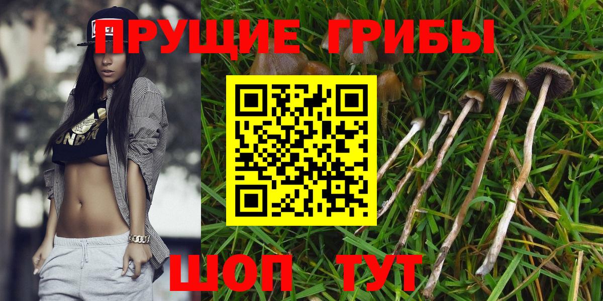 Сарапул  Псилоцибиновые грибы прущие грибы  Вход с VPN 
